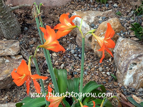 Barbados Lilly (Hippeastrum puniceum)
